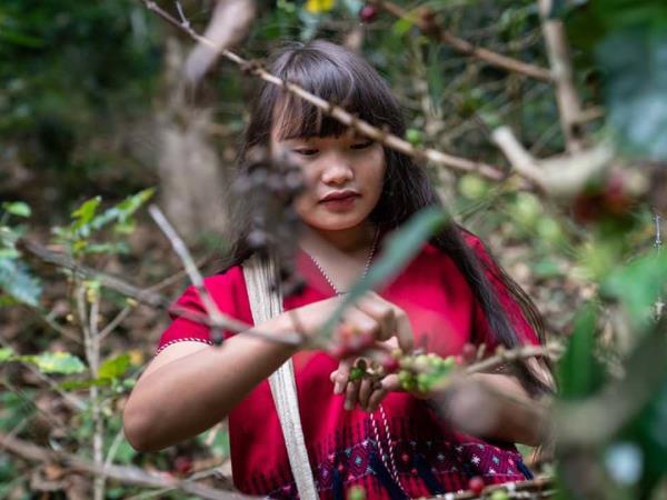 Thailand elephants and Karen hilltribe stay
