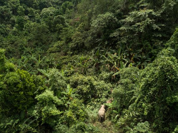 4 day Thai cultural stay and elephant watching