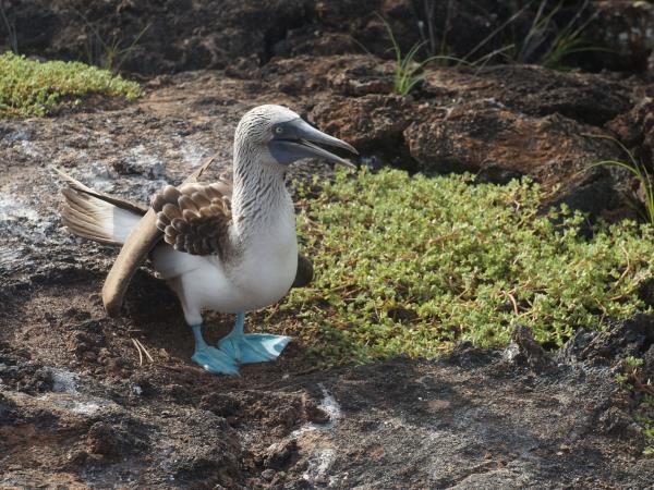 Galapagos Islands land based holiday, 1 week