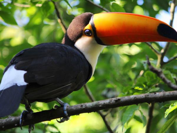 Brazil wildlife holiday, Amazon and Pantanal