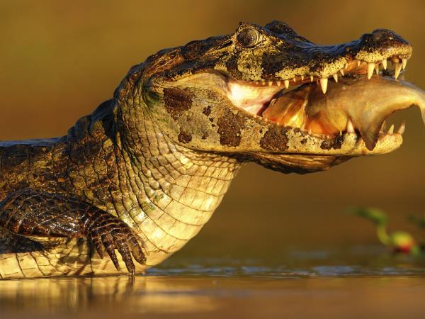 Brazil wildlife holiday, Amazon and Pantanal