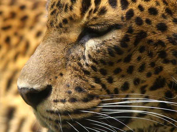 Costa Rica wildlife explorer holiday