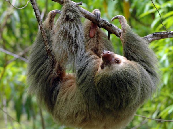 Costa Rica wildlife explorer holiday