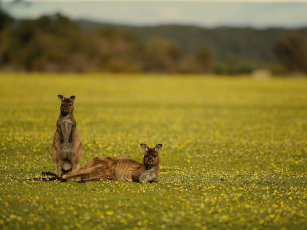3 day Kangaroo Island wildlife tour