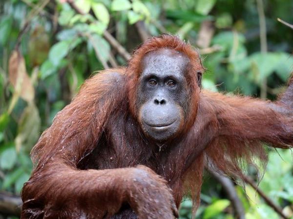 Orangutan sanctuary volunteering in Borneo