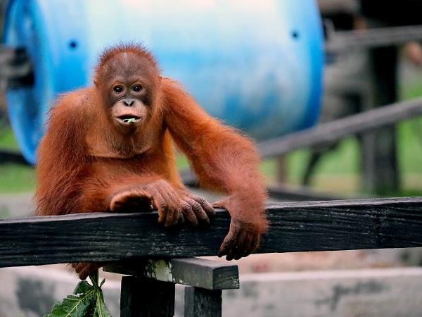 Orangutan sanctuary volunteering in Borneo