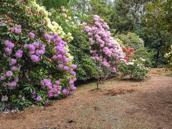 New Zealand rhododendron tour