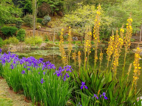 New Zealand rhododendron tour