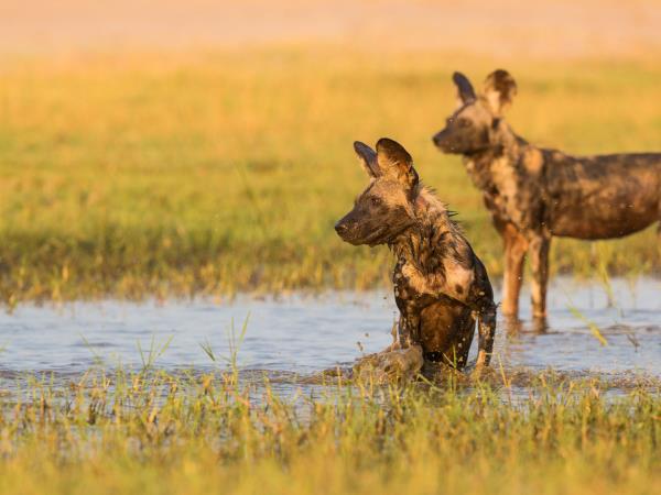 Painted dog safari in Zimbabwe