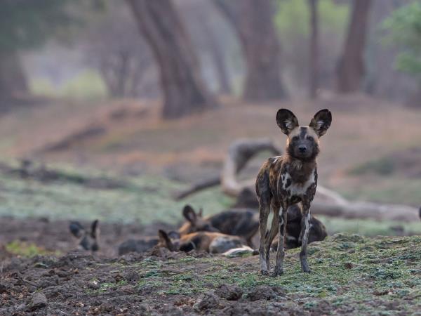 Painted dog safari in Zimbabwe