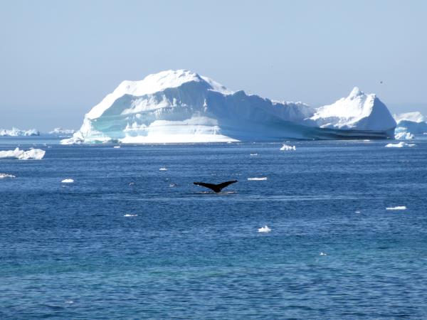 Greenland kayaking & hiking Expedition