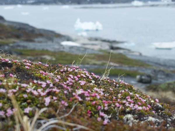 Greenland kayaking & hiking Expedition