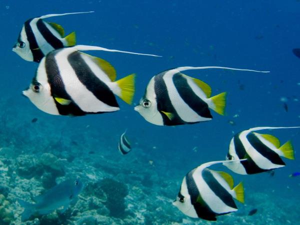 Maldives gulet cruise holiday