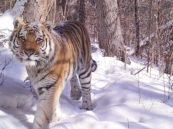 Amur leopard & Siberian tiger photography tour