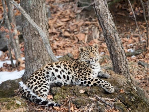 Amur leopard & Siberian tiger photography tour