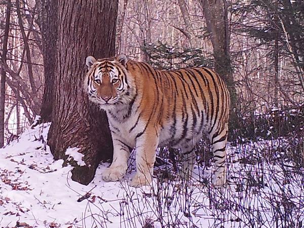 Amur leopard & Siberian tiger photography tour