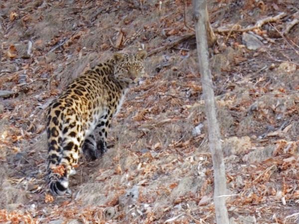 Amur leopard & Siberian tiger photography tour