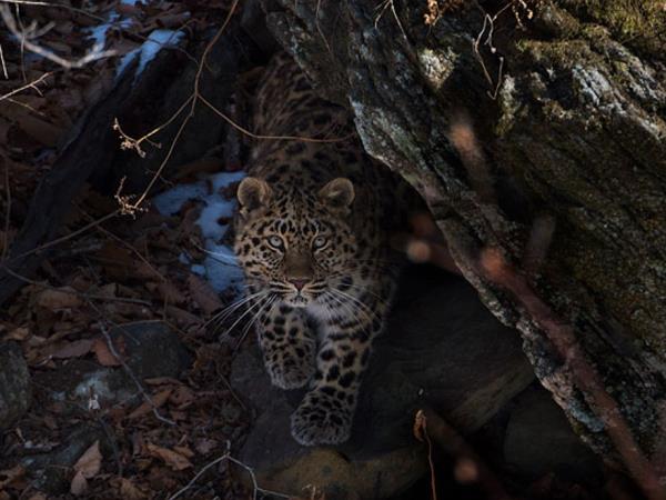 Amur leopard & Siberian tiger photography tour