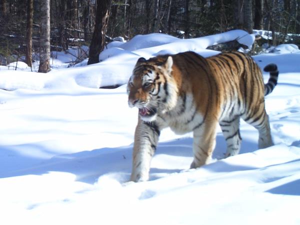 Amur leopard & Siberian tiger photography tour