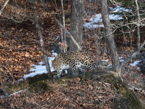 Amur leopard & Siberian tiger photography tour