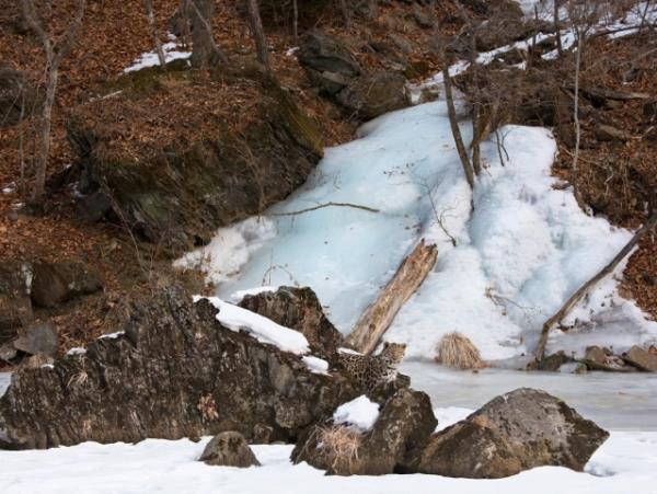 Amur leopard & Siberian tiger photography tour