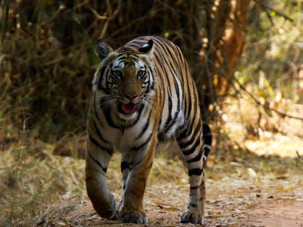 Bhutan walking and wildlife holiday