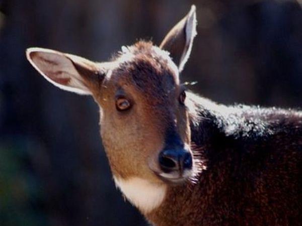 Bhutan walking and wildlife holiday