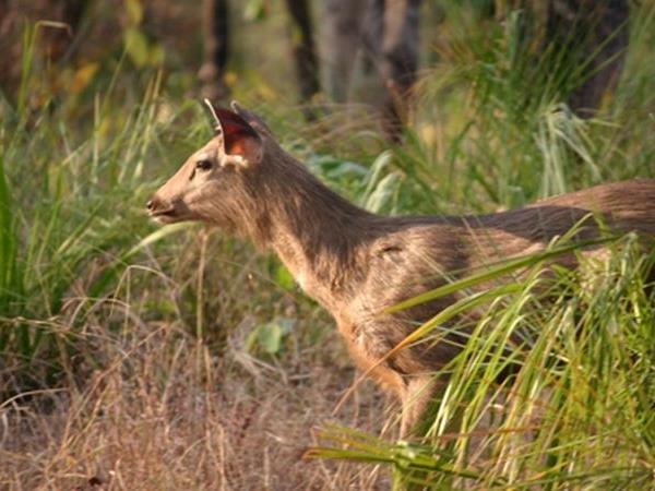 Bhutan walking and wildlife holiday
