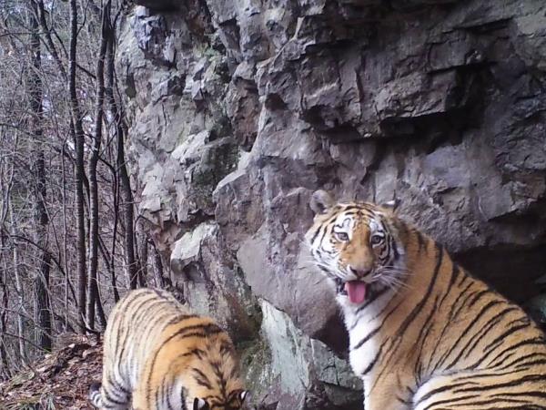 Siberian tiger photography tour