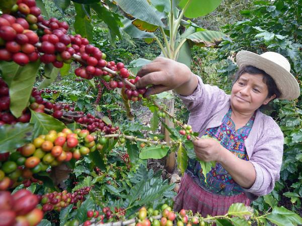 Vegan activity holiday in Guatemala, tailor made