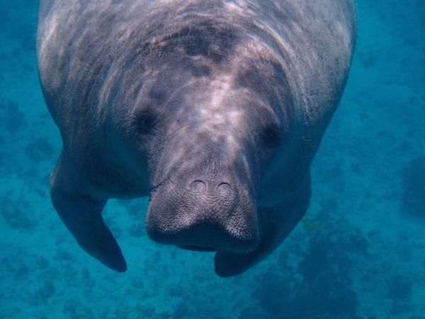 Vegan holiday in Belize and Guatemala, multi activity