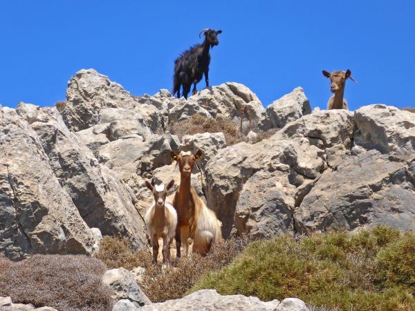 Crete guided walking holiday