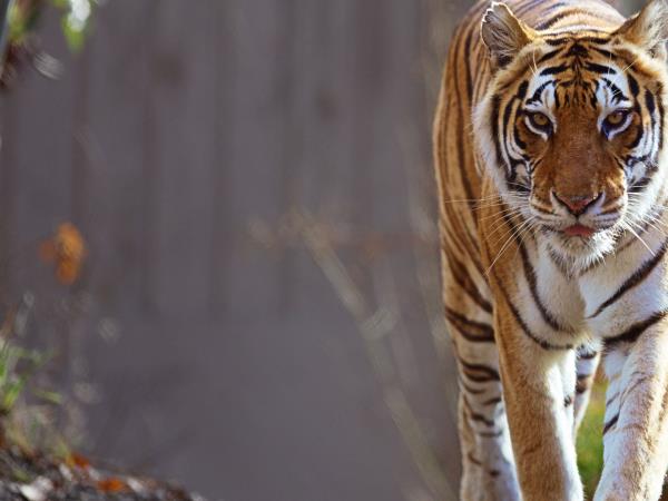 India tiger watching holidays