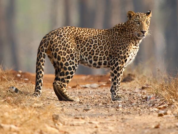 India tiger watching holidays
