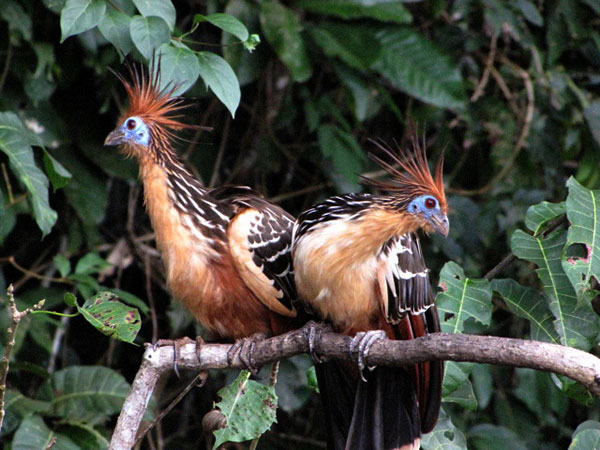 Bolivia holiday, Madidi National Park & ecolodge