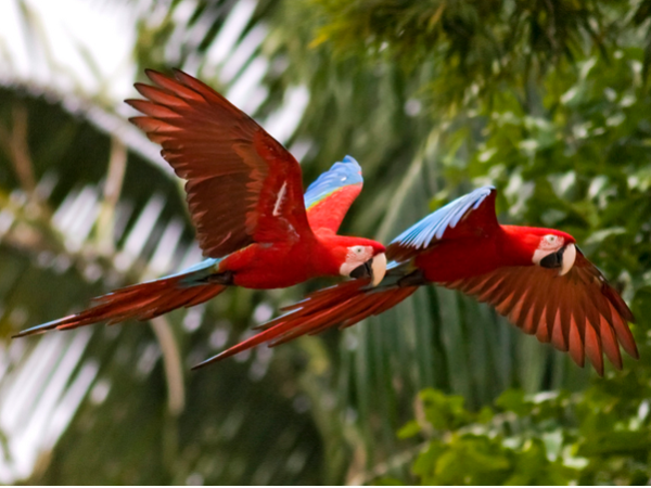 Bolivia holiday, Madidi National Park & ecolodge