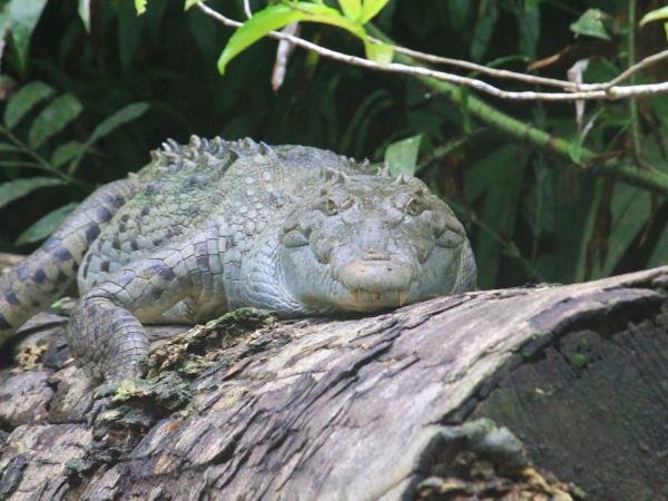 Costa Rica wildlife holiday, Jungles & Beaches