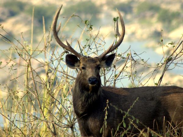 India tiger safaris on a budget