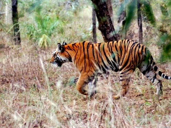 India tiger safaris on a budget