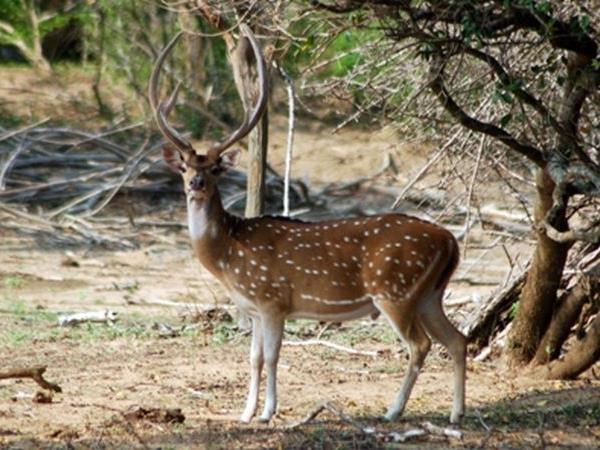 India tiger safaris on a budget