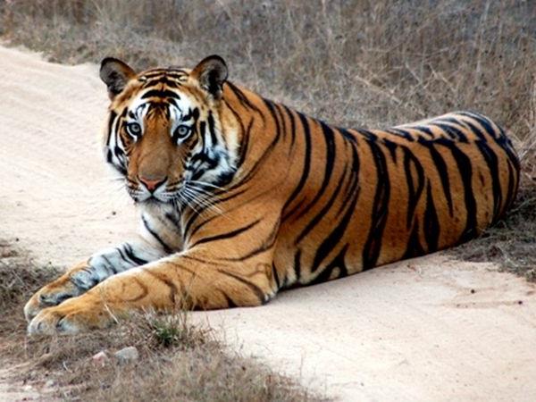 India tiger safaris on a budget