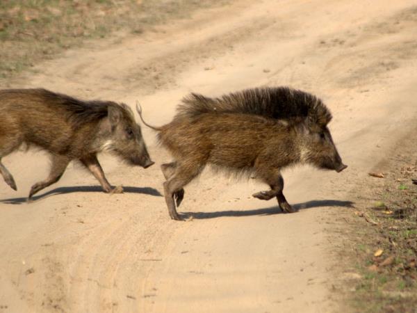 India tiger safaris on a budget