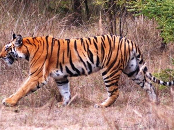 India tiger safaris on a budget
