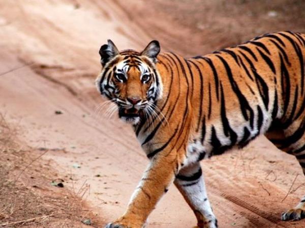 India tiger safaris on a budget