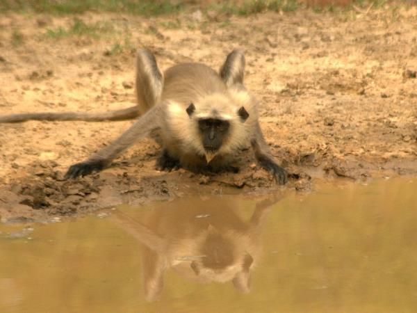 India tiger safaris on a budget