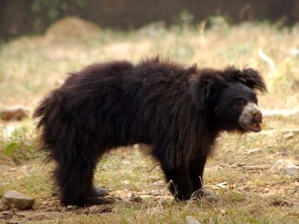 Central India wildlife safari, India's predators