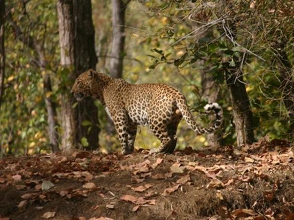 Central India wildlife safari, India's predators