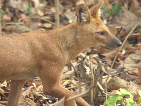Central India wildlife safari, India's predators