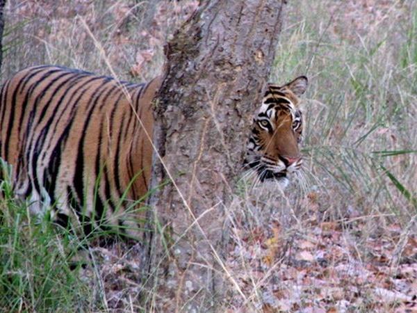 Central India wildlife safari, India's predators