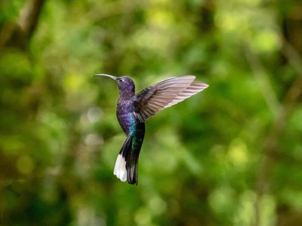 Tailor made Costa Rica highlights holiday